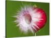 Radish Impact-Alan Sailer-Stretched Canvas