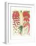 Radish-null-Framed Art Print