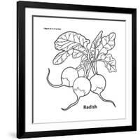 Radish-Olga And Alexey Drozdov-Framed Giclee Print