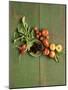 Radishes, Blackberries, Tomatoes and Nectarines-Louise Lister-Mounted Photographic Print