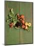 Radishes, Blackberries, Tomatoes and Nectarines-Louise Lister-Mounted Photographic Print
