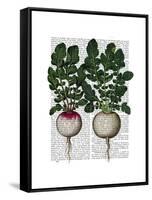 Radishes Print-Fab Funky-Framed Stretched Canvas