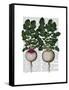 Radishes Print-Fab Funky-Framed Stretched Canvas