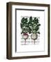 Radishes Print-Fab Funky-Framed Art Print