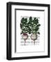 Radishes Print-Fab Funky-Framed Art Print