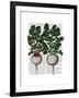 Radishes Print-Fab Funky-Framed Art Print