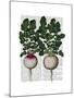 Radishes Print-Fab Funky-Mounted Art Print