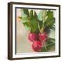 Radishes-Jenny Westenhofer-Framed Art Print