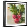 Radishes-Jenny Westenhofer-Framed Art Print