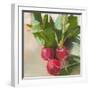 Radishes-Jenny Westenhofer-Framed Art Print