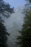 Rays of Light Shining Through Mist, Black Pines (Pinus Nigra) Crna Poda Nr, Durmitor Np, Montenegro-Radisics-Photographic Print