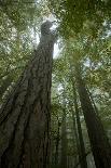 Thunderstorm, Lake Tisza, Hortobagy National Park, Hungary, July 2009-Radisics-Photographic Print