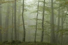 Rays of Light Shining Through Mist, Black Pines (Pinus Nigra) Crna Poda Nr, Durmitor Np, Montenegro-Radisics-Photographic Print