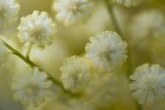 White Mimosa Tree (Acacia Dealbata) Flowers, Madeira, March 2009-Radisics-Photographic Print