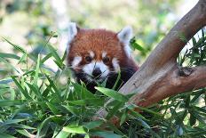 Smile of a Panda-radityopradipto-Photographic Print