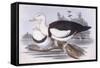 Radjah Shelduck (Tadorna Radjah)-John Gould-Framed Stretched Canvas