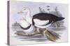 Radjah Shelduck (Tadorna Radjah)-John Gould-Stretched Canvas