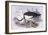 Radjah Shelduck (Tadorna Radjah)-John Gould-Framed Giclee Print