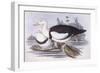 Radjah Shelduck (Tadorna Radjah)-John Gould-Framed Giclee Print