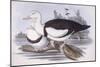 Radjah Shelduck (Tadorna Radjah)-John Gould-Mounted Giclee Print