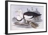 Radjah Shelduck (Tadorna Radjah)-John Gould-Framed Giclee Print