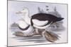 Radjah Shelduck (Tadorna Radjah)-John Gould-Mounted Giclee Print