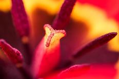 Red Tulip Inside Macro in Springtime-Radu Bercan-Laminated Photographic Print