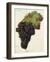 Rafajone Noir Grape-J. Troncy-Framed Giclee Print