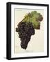 Rafajone Noir Grape-J. Troncy-Framed Giclee Print
