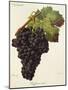 Rafajone Noir Grape-J. Troncy-Mounted Giclee Print