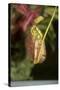 Raffle's Pitcher Plant-Hal Beral-Stretched Canvas