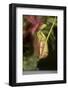 Raffle's Pitcher Plant-Hal Beral-Framed Photographic Print