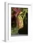 Raffle's Pitcher Plant-Hal Beral-Framed Photographic Print