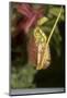 Raffle's Pitcher Plant-Hal Beral-Mounted Photographic Print