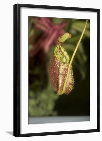 Raffle's Pitcher Plant-Hal Beral-Framed Photographic Print