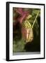 Raffle's Pitcher Plant-Hal Beral-Framed Photographic Print