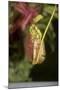 Raffle's Pitcher Plant-Hal Beral-Mounted Photographic Print