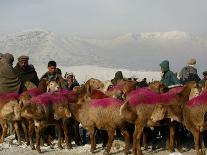 Afghan Men Look at Sheep with Their Backs Painted in Red, Kabul, Afghanistan, December 28, 2006-Rafiq Maqbool-Photographic Print