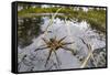 Raft Spider (Dolomedes Fimbriatus) Female on Heathland Pool-Alex Hyde-Framed Stretched Canvas