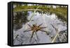 Raft Spider (Dolomedes Fimbriatus) Female on Heathland Pool-Alex Hyde-Framed Stretched Canvas
