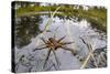 Raft Spider (Dolomedes Fimbriatus) Female on Heathland Pool-Alex Hyde-Stretched Canvas
