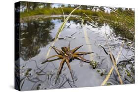 Raft Spider (Dolomedes Fimbriatus) Female on Heathland Pool-Alex Hyde-Stretched Canvas