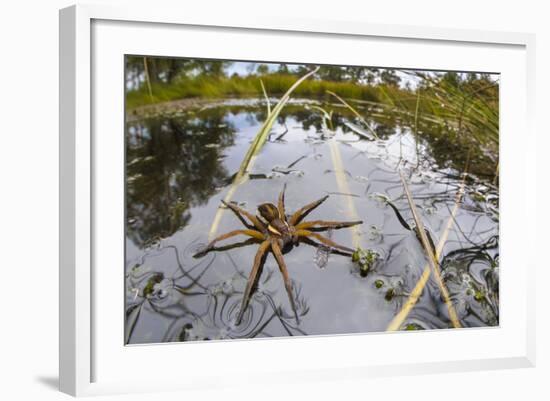 Raft Spider (Dolomedes Fimbriatus) Female on Heathland Pool-Alex Hyde-Framed Photographic Print