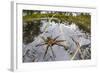 Raft Spider (Dolomedes Fimbriatus) Female on Heathland Pool-Alex Hyde-Framed Photographic Print