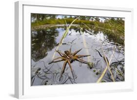 Raft Spider (Dolomedes Fimbriatus) Female on Heathland Pool-Alex Hyde-Framed Photographic Print