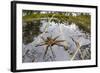 Raft Spider (Dolomedes Fimbriatus) Female on Heathland Pool-Alex Hyde-Framed Photographic Print