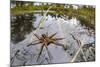 Raft Spider (Dolomedes Fimbriatus) Female on Heathland Pool-Alex Hyde-Mounted Photographic Print