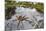 Raft Spider (Dolomedes Fimbriatus) Female on Heathland Pool-Alex Hyde-Mounted Photographic Print