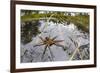 Raft Spider (Dolomedes Fimbriatus) Female on Heathland Pool-Alex Hyde-Framed Photographic Print