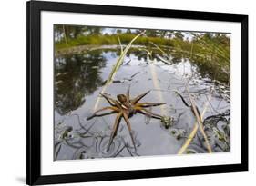 Raft Spider (Dolomedes Fimbriatus) Female on Heathland Pool-Alex Hyde-Framed Photographic Print